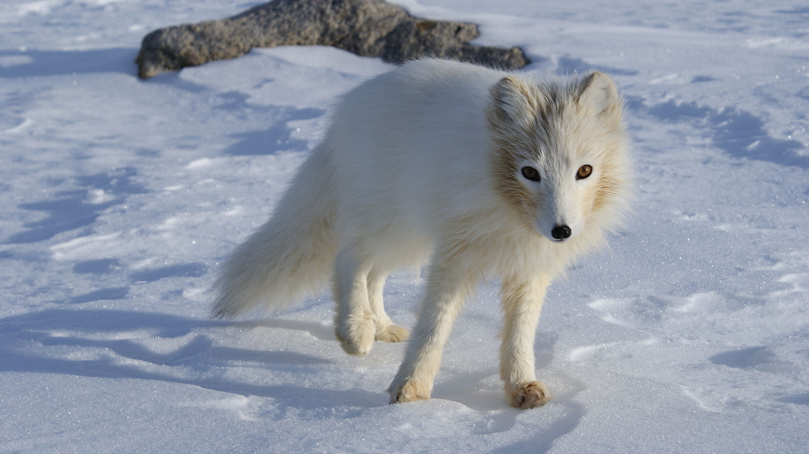 Arctic wolf in white fur standing on top of snow