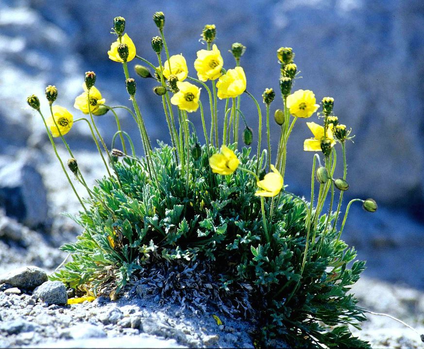 Yellow flower growing on a snow covered barren soil
