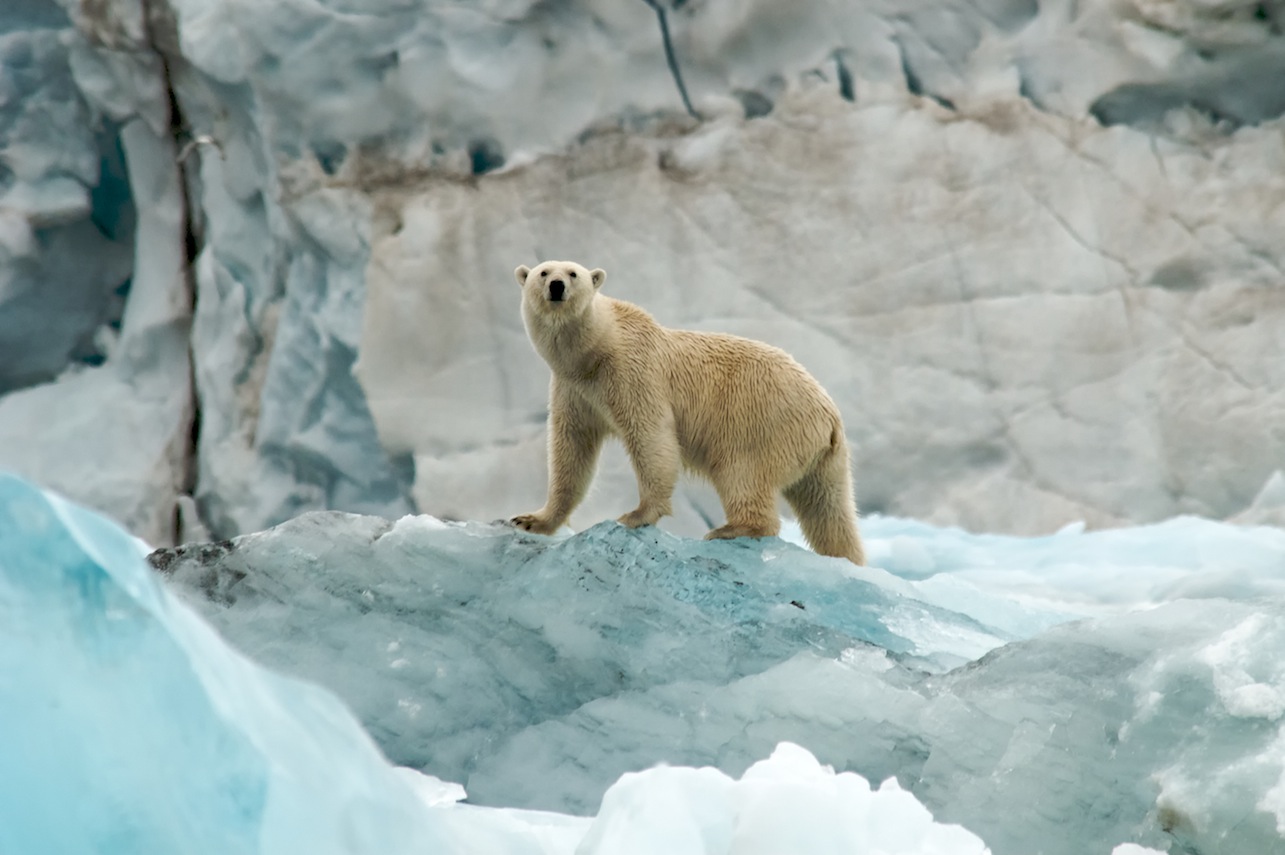 Polar bear on glacier in Svalbard