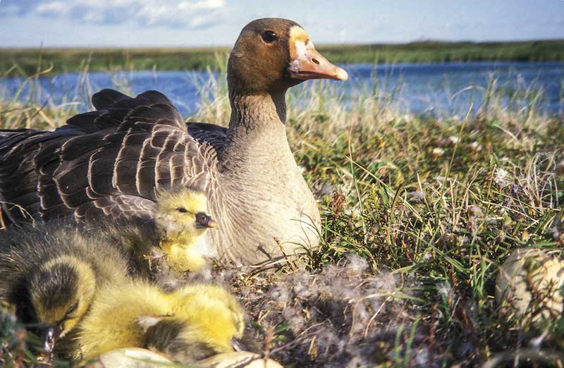 White-fronted goose and goslings