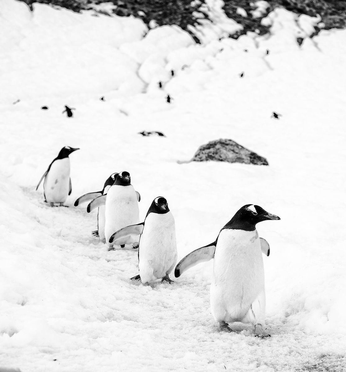 Penguins walking in a line