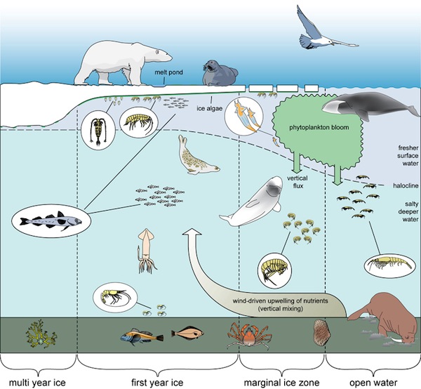 Arctic Ecosystem Diagram