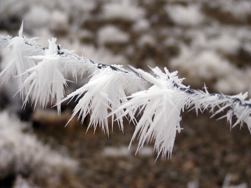 Hoarfrost formed on a tree branch