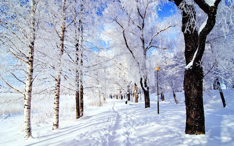 Row of trees covered in snow