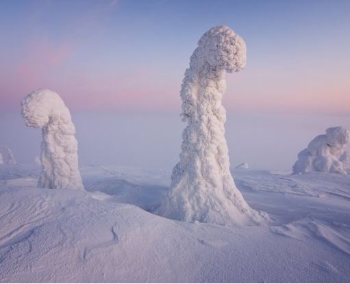 Snow covered tree in Lapland, Finland