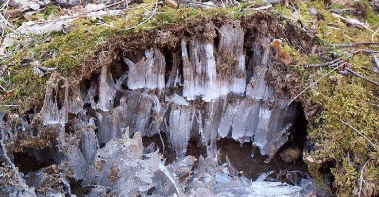 Needle Ice, Dr. James R. Carter, Geography-Geology Department, Illinois State University Needle Ice