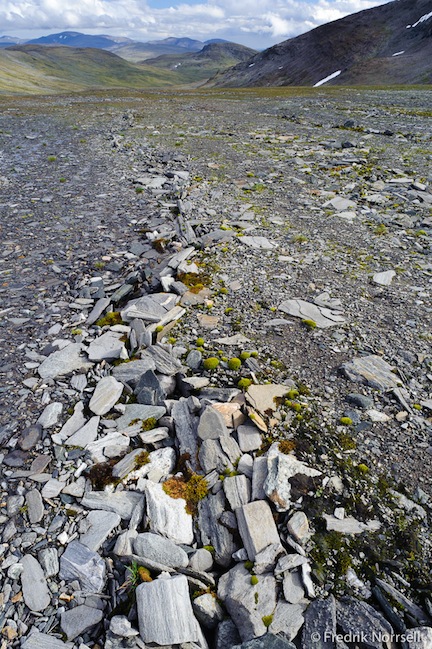 Norrsell Natur Photo: Fredrik Norrsell  Stripes