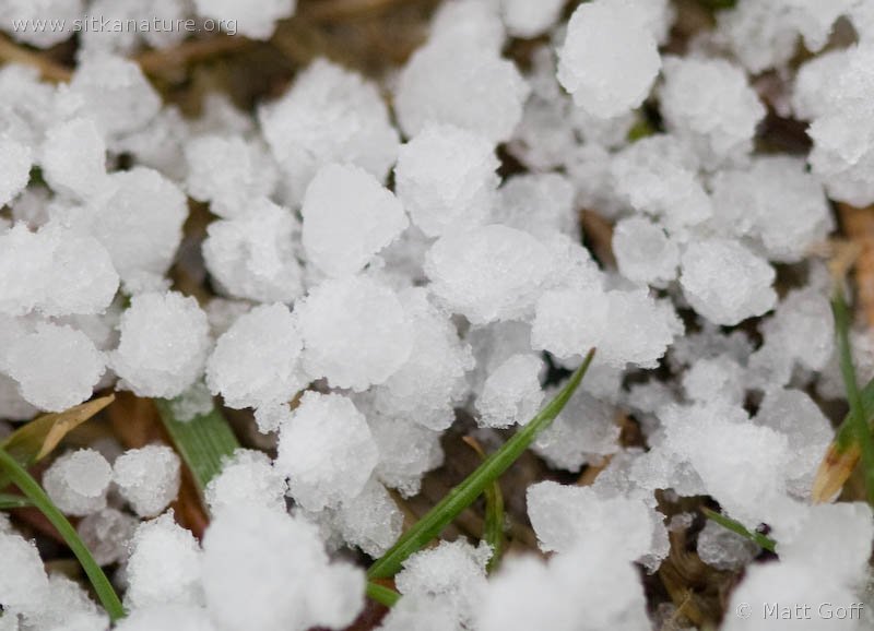 sitkanature.org, Matt Goff Graipel ice crystals on grass