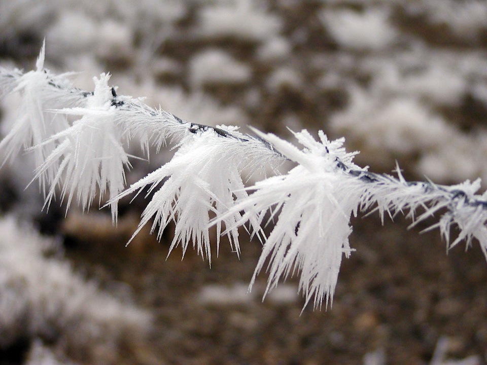 Idaho Editor: Hoarfrost Hoarfrost formed on a tree branch