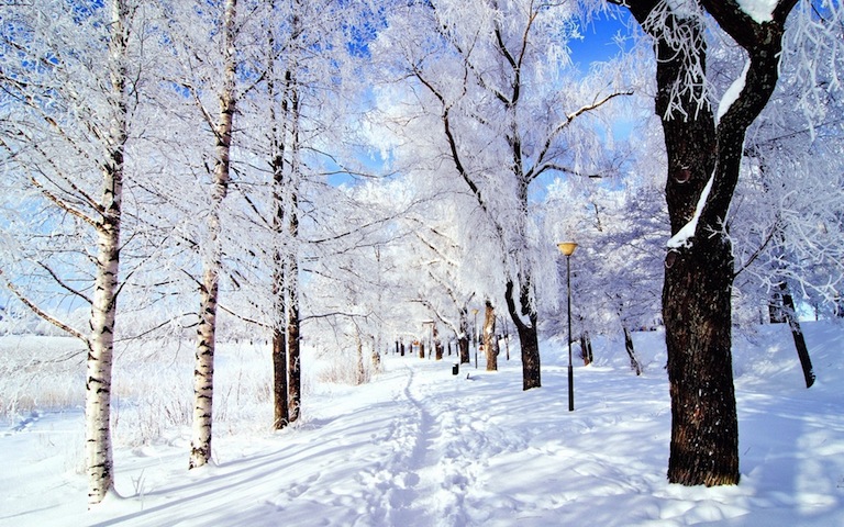 Dr. Nicolay Shiklomanov Row of trees covered in snow