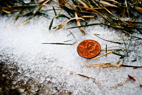 Sleet, University of Vermont Penny on top of sleet covered grass