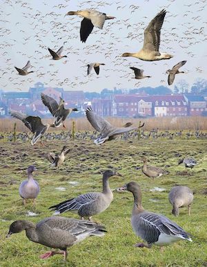 High Arctic Pink-Footed Goose flying and resting