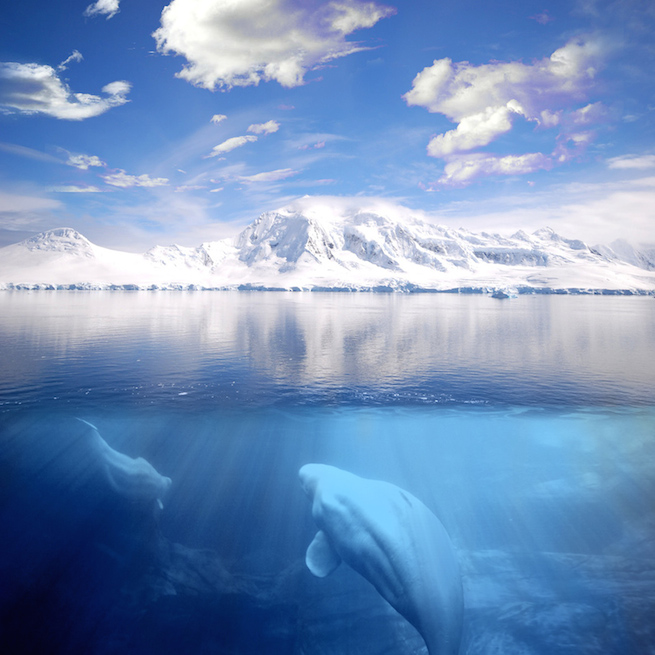 Whales underwater in the foreground while snow covered peaks on land in the background